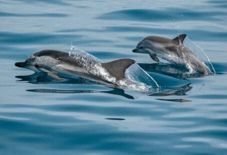 Saltwater Gargle - Dolphins Jumping Out from Ocean